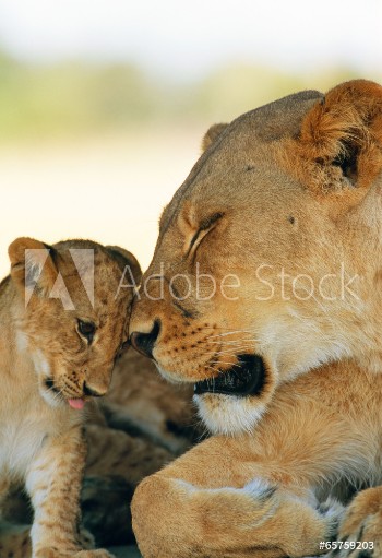 Bild på lioness and her baby